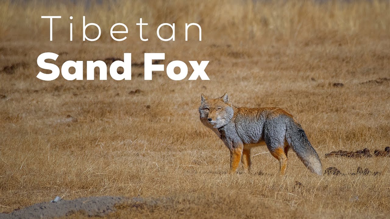 Tibetan Sand Fox: The Highland Hunter