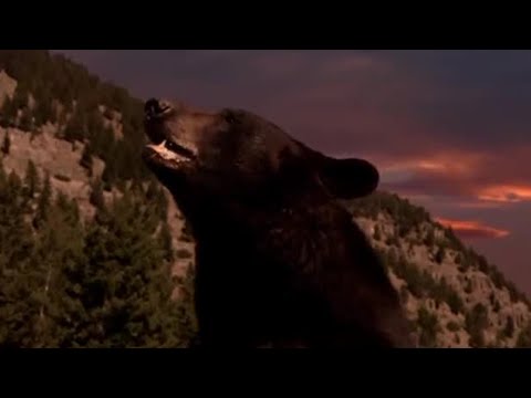 Why Do Bears Hibernate? | Big Sky Bears | BBC Earth