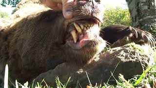 Внимание мечка