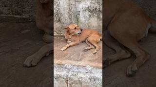 Download lagu Funniest Dog Bark Ever! 😂🐶#viral#dog #shorts mp3