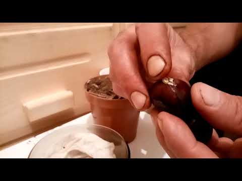 chestnuts comprimat de la varicoza