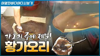 몸통 길이만 98cm인 대형 노랑가오리!! 미식가들이 좋아하는 제철 가오리회 구경! #노랑가오리 #황가오리 …