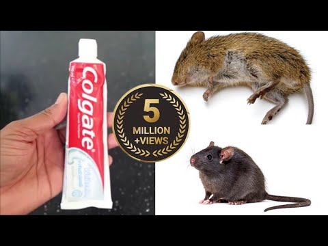 MAGIC COLGATE  || How To Kill Rats Within 10 minutes || Home Remedy || Magic Ingredient | Mr. Maker