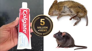 MAGIC COLGATE  || How To Kill Rats Within 10 minutes || Home Remedy || Magic Ingredient | Mr. Maker