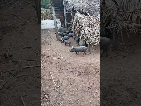 criação de porco comum em município de sítio novo do Maranhão # viralvidios #