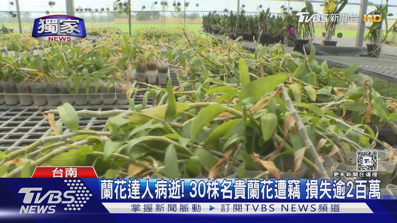 蘭花達人才剛病逝!30株蘭花就遭竊 家屬怒批賊缺德