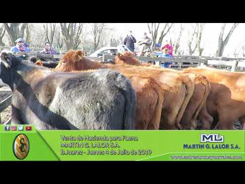 04-07-19 - Venta de Hacienda para Faena - Martín G. Lalor - Benito Juarez