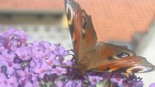 David Garrett - La Califfa