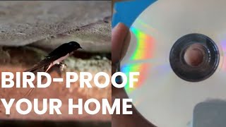 This simple hack will keep pesky birds away from your home