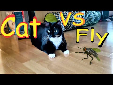 Cat vs Fly - Why do cats play with their prey? #Roxypedia answers! 😻