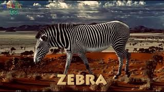 Drulii TV Wind animals Names and Sounds