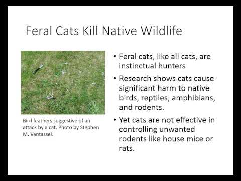 Got Too Many Cats on your property killing native wildlife &a spreading toxoplasma gondii in  garden