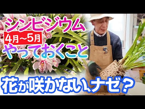 園芸 蘭の栽培に関する 5 つの先入観