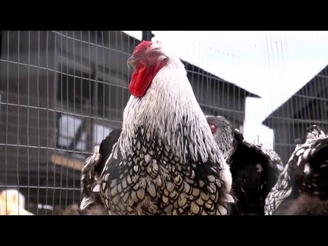 , title : 'Silver Laced Wyandottes | Farm Raised With P. Allen Smith'