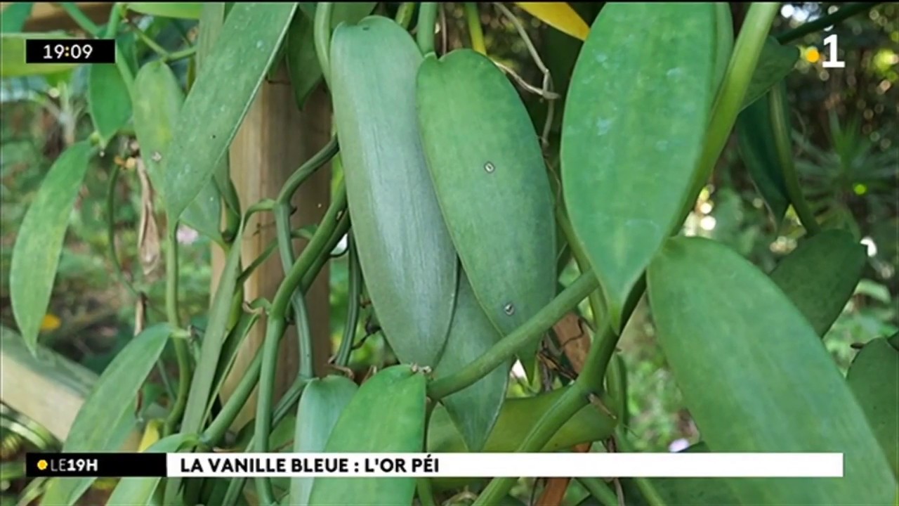 La vanille bleue : l'or péi