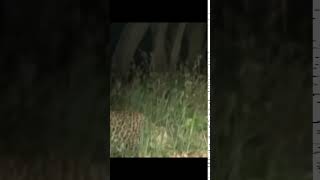 preview picture of video 'Leopards Home (Katerniaghat wildlife sanctuary)'