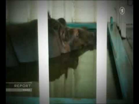 Reportage über die Tierhaltung des Zirkus Krone