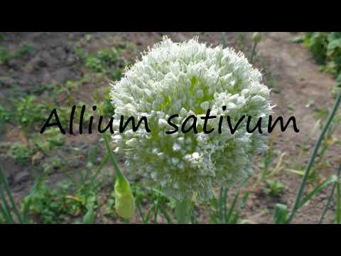 How to say Allium sativum in English?