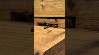 I put this in slow mo so you can see them flying in with pollen stored in their back legs. #bee