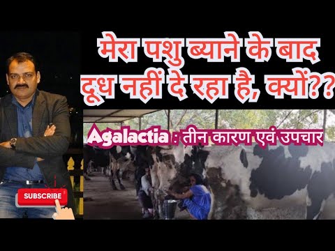 Agalactia: Animal not producing milk after calving – causes and treatment