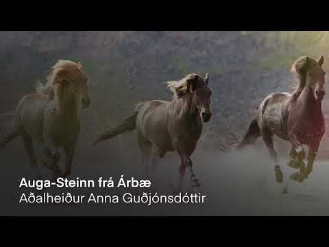 Auga-Steinn frá Árbæ kynbótadómur 2023