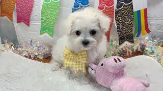 ハーフ犬の動画01