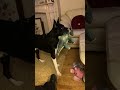 Barney The Tv Border Collie Watching Jurrasic Park Jurrasicpark