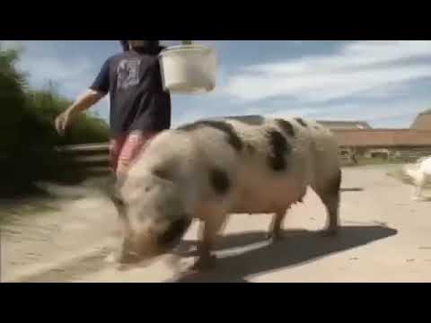 Teletubbies TV Our Pig Winnie Date 1 April 1997