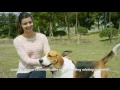 Видео о товаре Трекер активности для собак и кошек / Petkit (Великобритания)