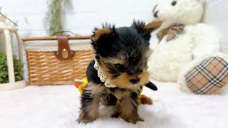 ヨークシャーテリアの動画02