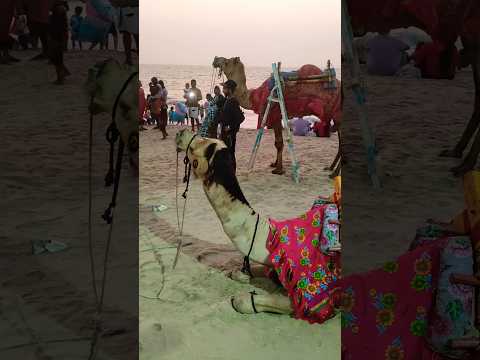 Cherai Beach🏖️🐪#cherai#kerala#sunset#beachvibes#shorts#newyear#2025#2025shorts