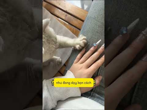 Khi bạn cho mèo xem bộ nail bạn mới làm #shortvideo #fypシ゚viral