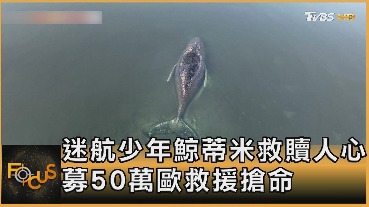 迷航少年鯨蒂米救贖人 募50萬歐救援搶命