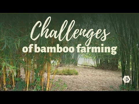 , title : 'Challenges of Bamboo Farming'