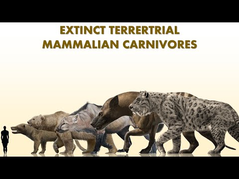 Top 10 Largest Extinct Land Mammalian Carnivores