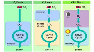 Types of Photosynthesis in Plants: C3, C4, and CAM