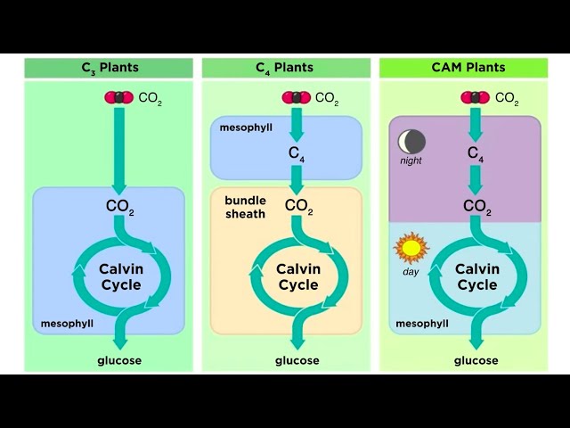 Understanding the Three Types of Photosynthesis in Plants: C3, C4, and ...