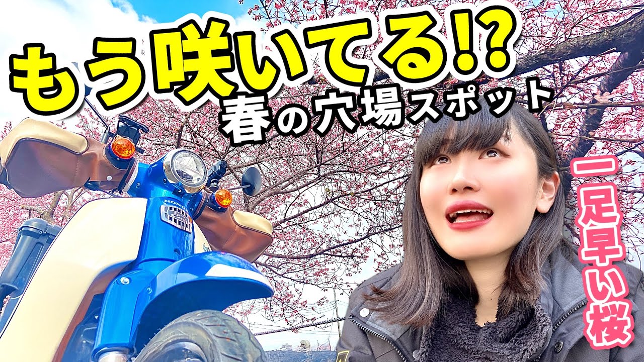 【スーパーカブ】ひと足早く桜が見られる穴場!? 相模原「河津桜・あじさいライン」へ【河川敷ラーツー】