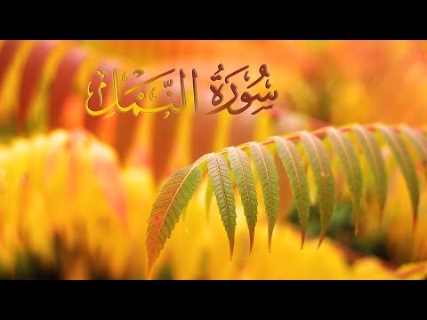 Recitim i mrekullueshëm i Kuranit || Lexim Kurani që qetëson zemrën || Surja En-Neml (1-74)