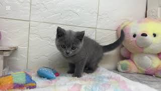 ブリティッシュショートヘアの動画01