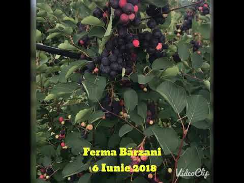 Coacerea fructelor de afin soiul Ruben (Saskatoon berry in România)