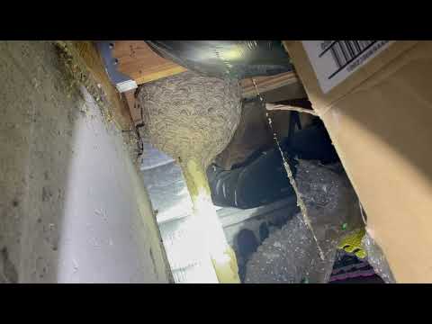 Yellow Jackets Infesting the Living Room via the Crawl Space in Skillman, NJ