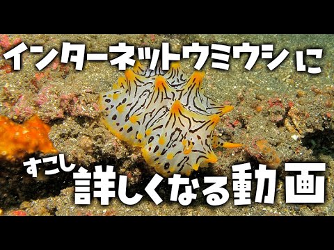 ブフォ ブフォ (ポーランド)