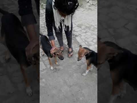 Befriending the ways of a dog born on the streets