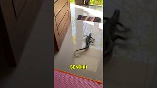 Download lagu Why Lizards Sever Their Own Tails 🤯 mp3 Download lagu Why Lizards Sever Their Own Tails 🤯 mp3