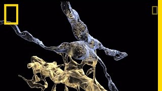 Stunning Brain Map Reveals Tiny Communication Network