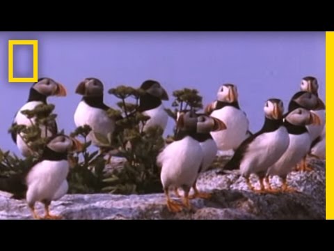 Baby Puffin's First Swim - Fascinating!