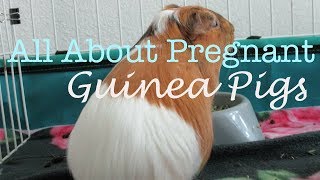 What to do if your guinea pig is pregnant