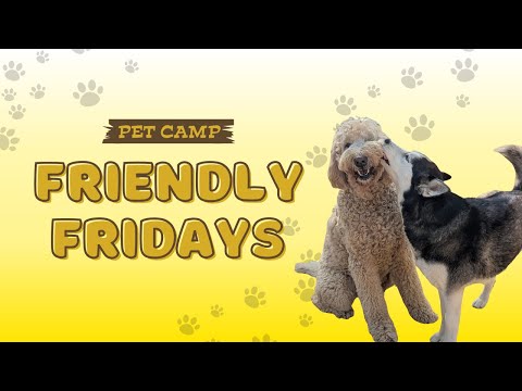 Friendly Fridays at Pet Camp - Doggie Daycare Program