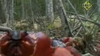 Anvil - March of the Crabs